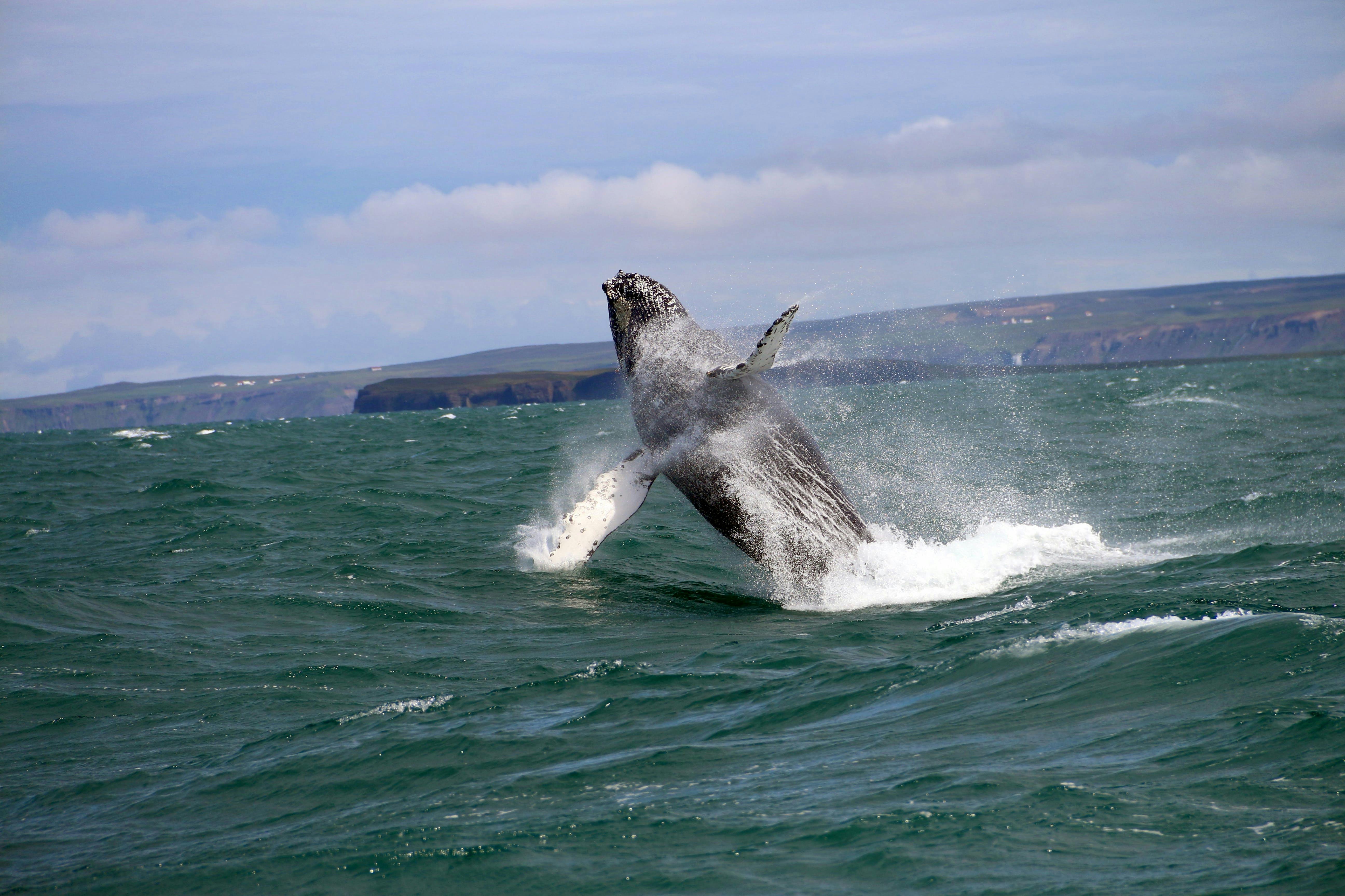 Humpback whale in Iceland