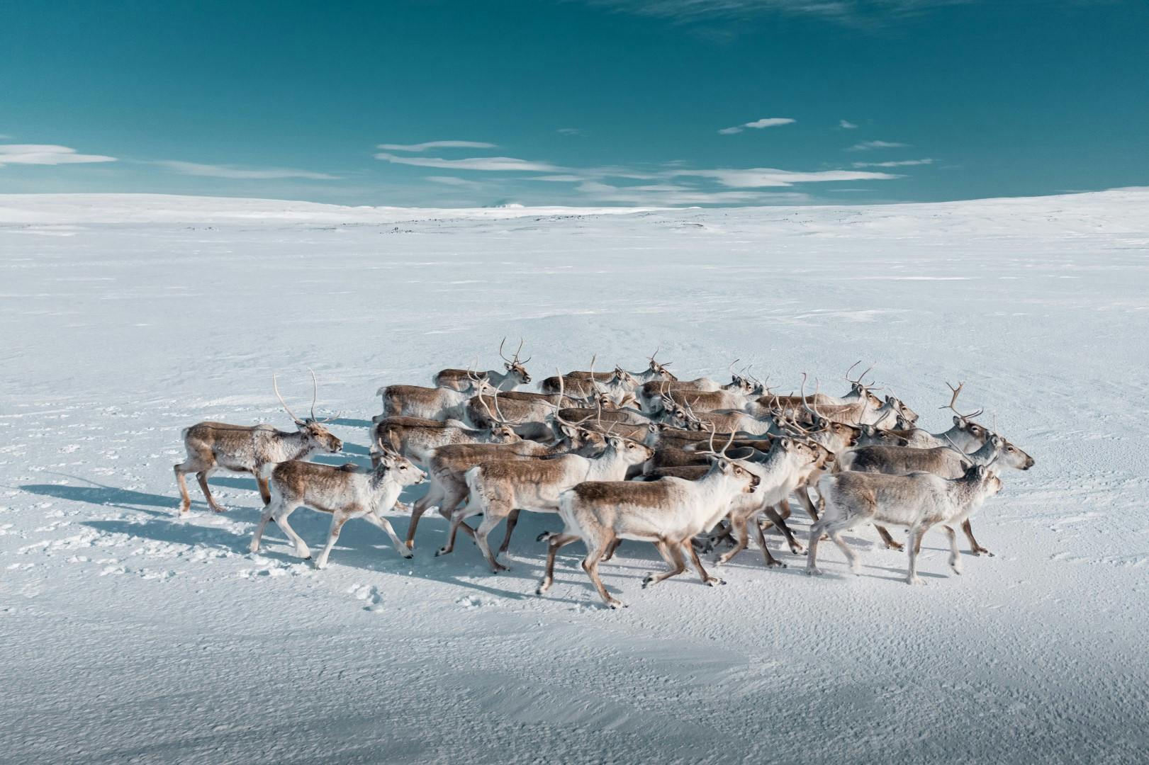 A herd of reindeer running on a snowy ground
