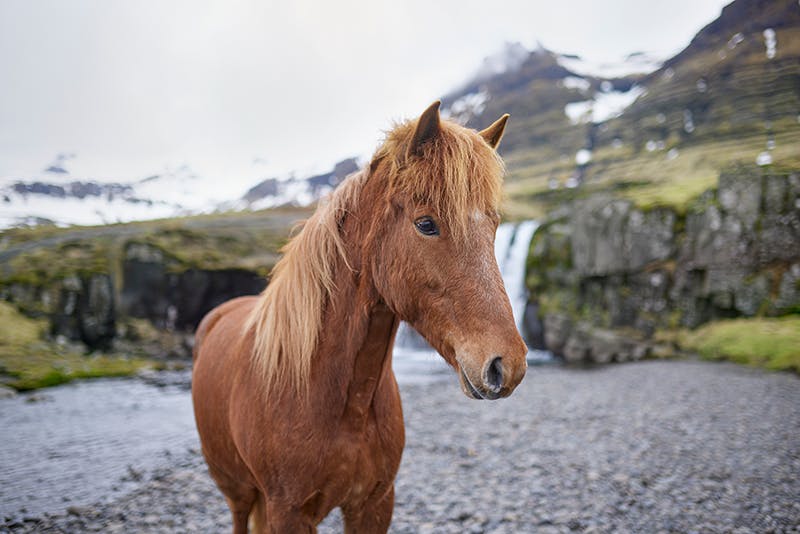 Litla-Stjarna, Icelandic horse