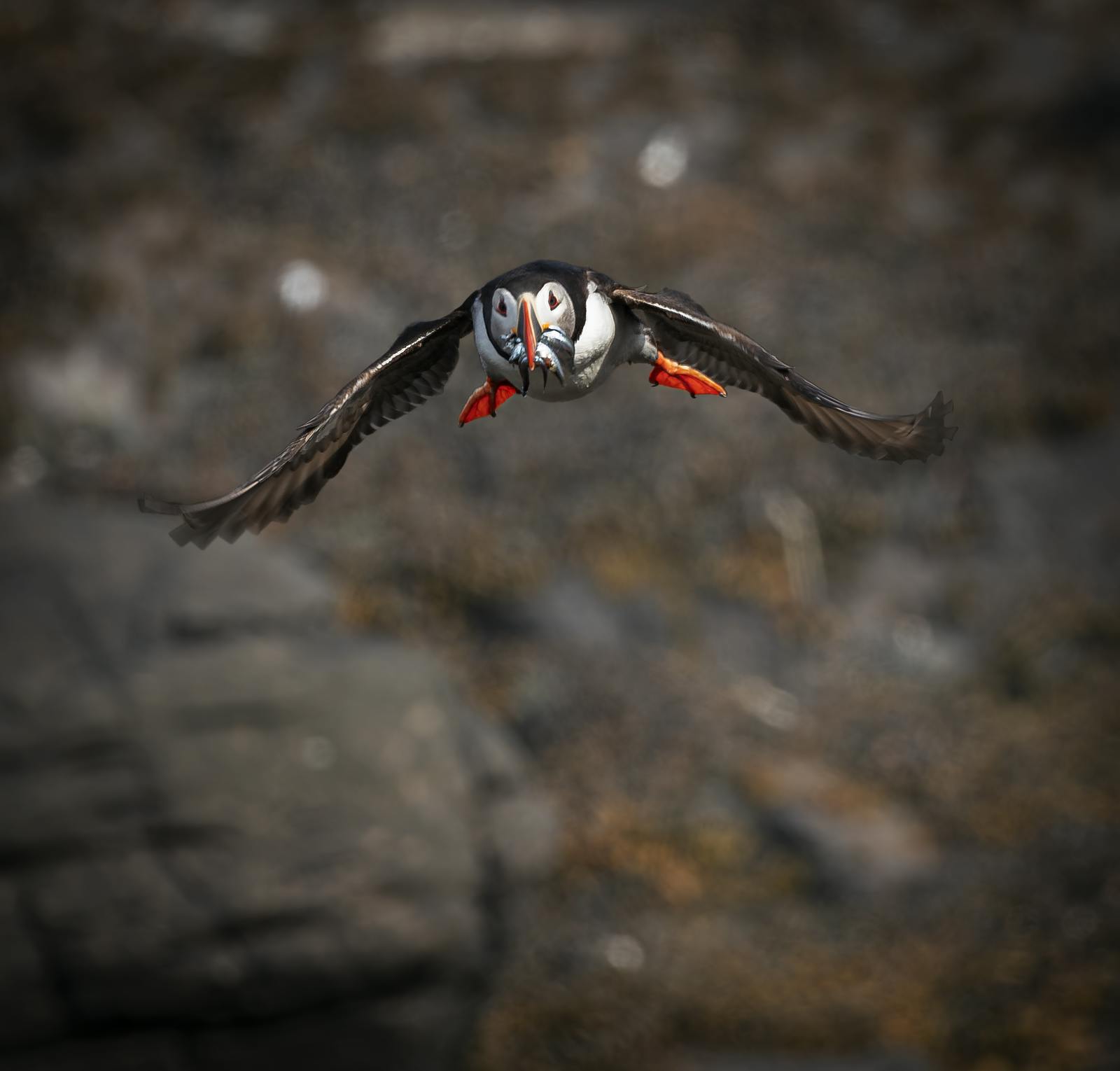A flying puffin with the beak full of small fish