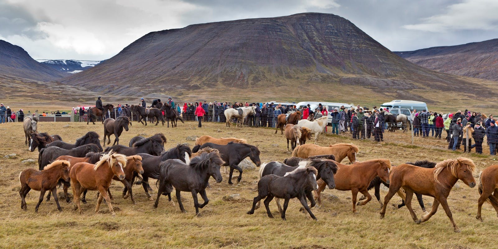Icelandic horse herding in fall in Iceland