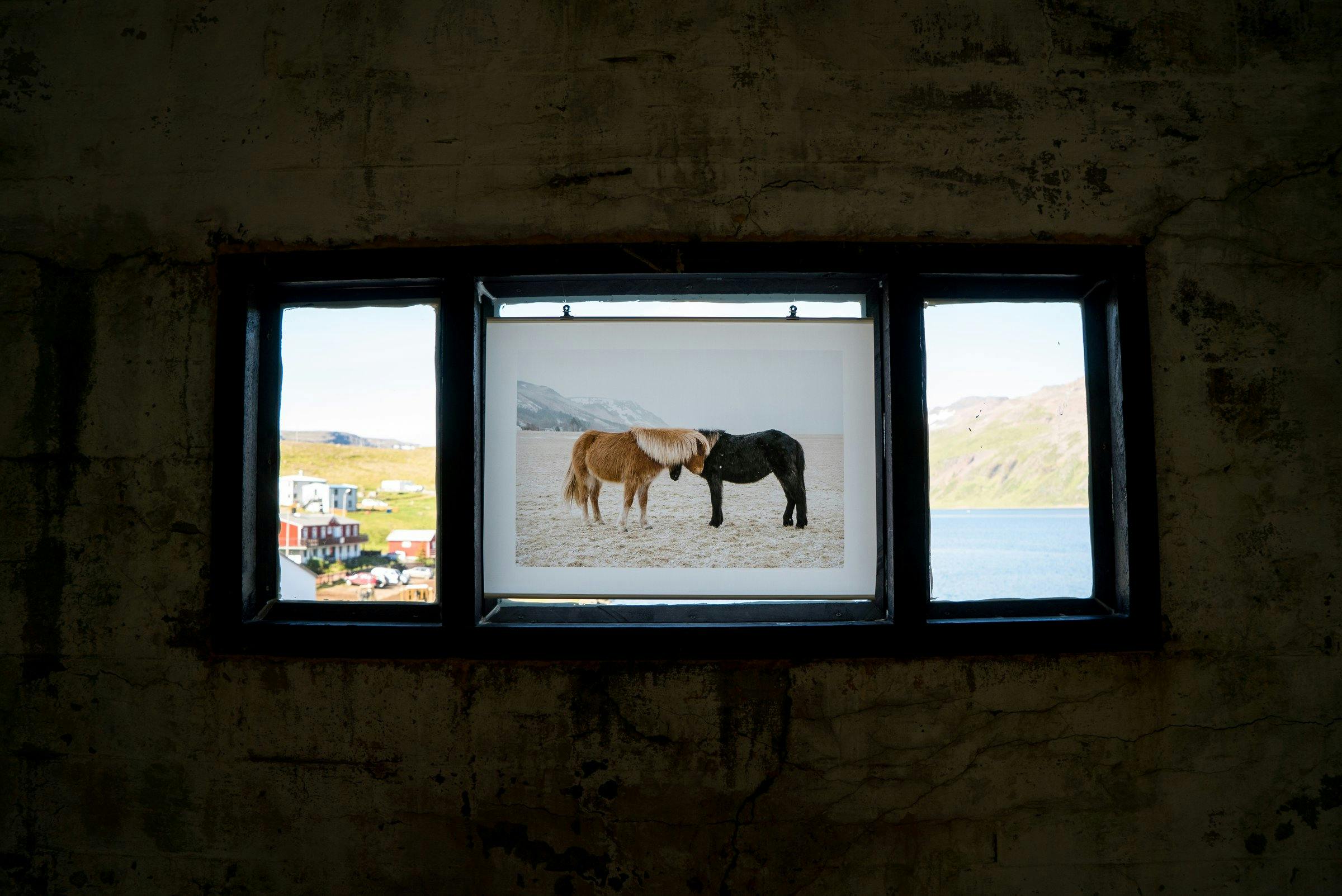 A photo of two horses in the window of the old herring factory in Dúpavík