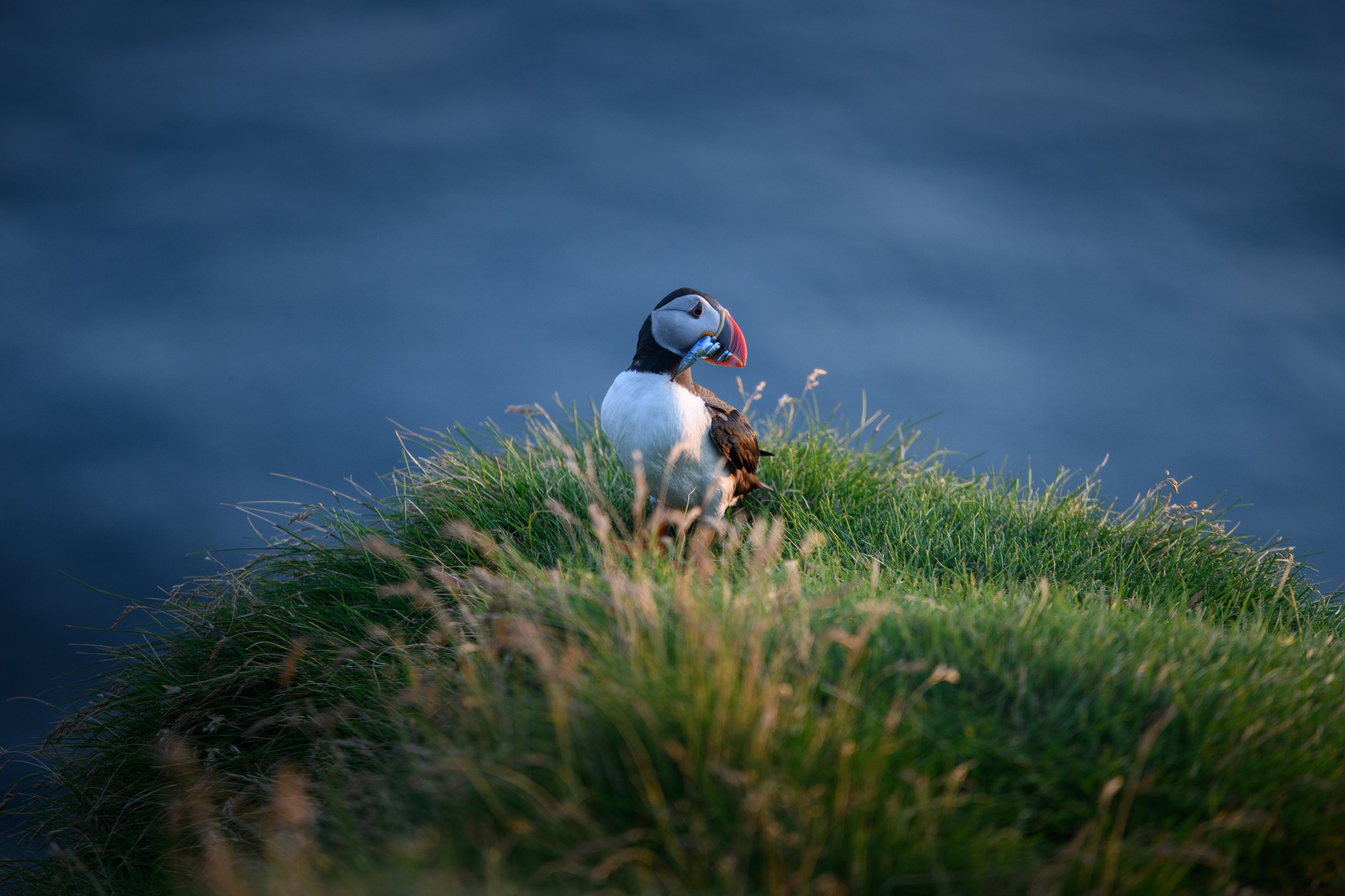 Atlantic puffin standing among grass on a coastal cliff in Iceland.