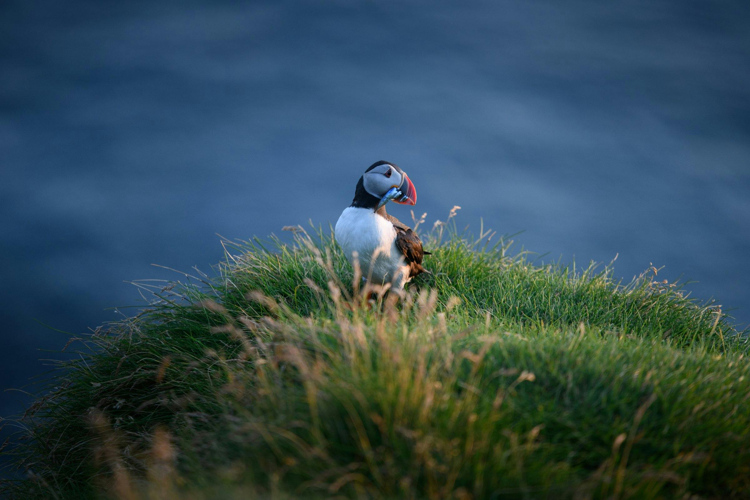 An Atlantic puffin with fish in its beak