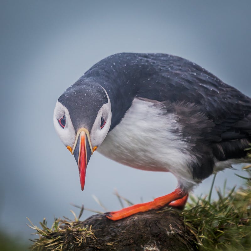 A puffin up close looking straight into the camera
