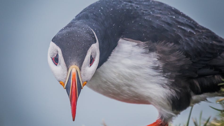 A puffin up close looking straight into the camera
