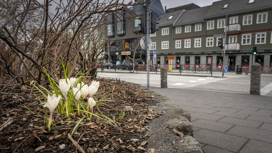crocuses blooming in the city center of Reykjavík