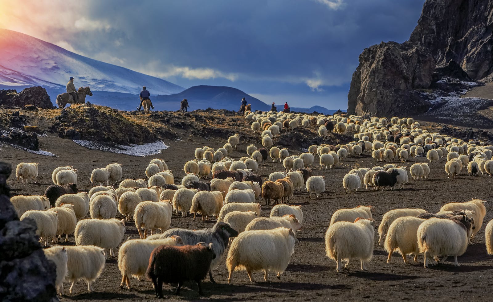 Men on horses herding sheep in Iceland