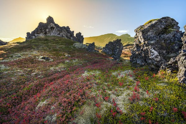 Colourful flowers in rocky landscape in West Iceland