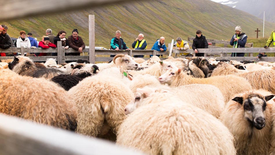 People gathered around a sheep roundup pen in the Westfjords of Iceland