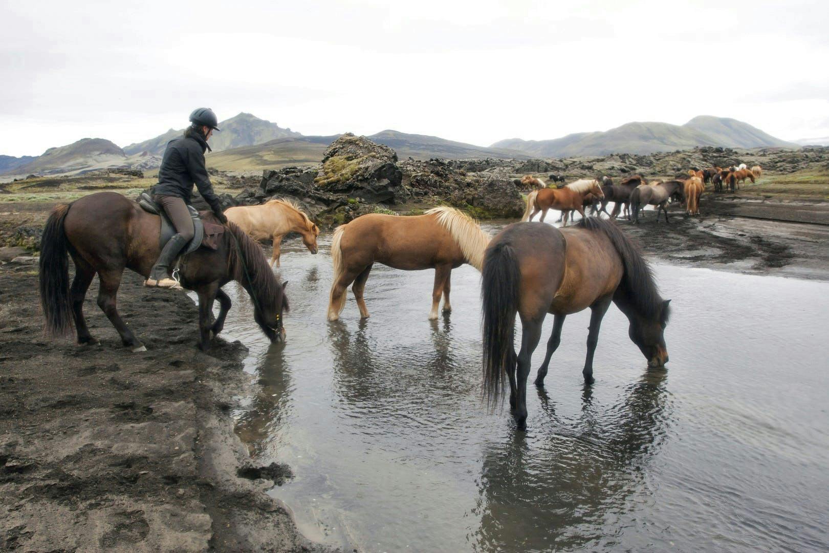 Horses fording a river