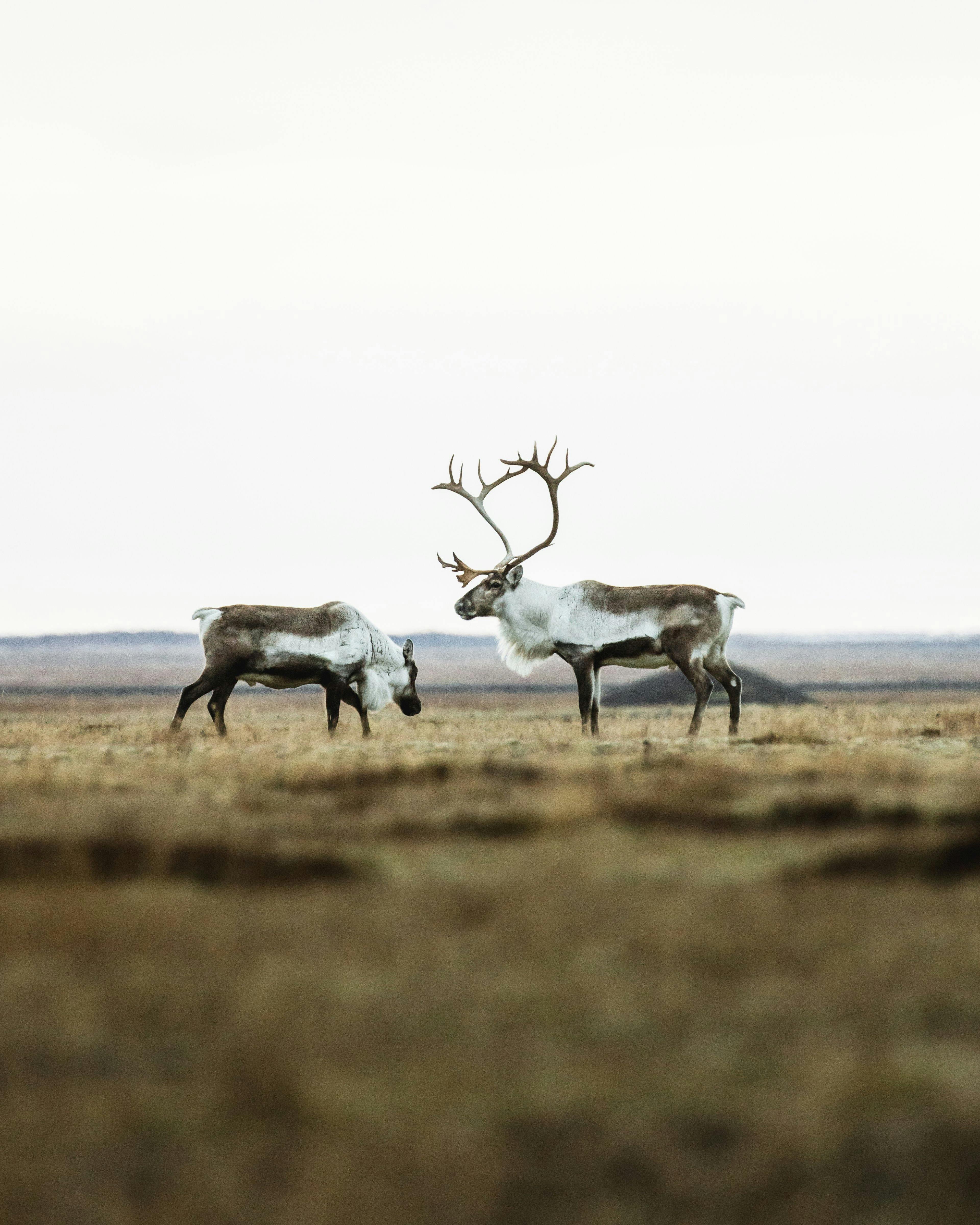 A reindeer bull with giant horns and a reindeer cow grazing.