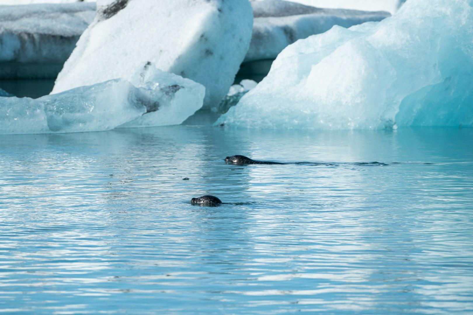 two seals swimming next to icebergs in a glacier lagoon