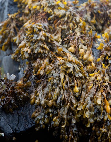 knotted kelp on rocks