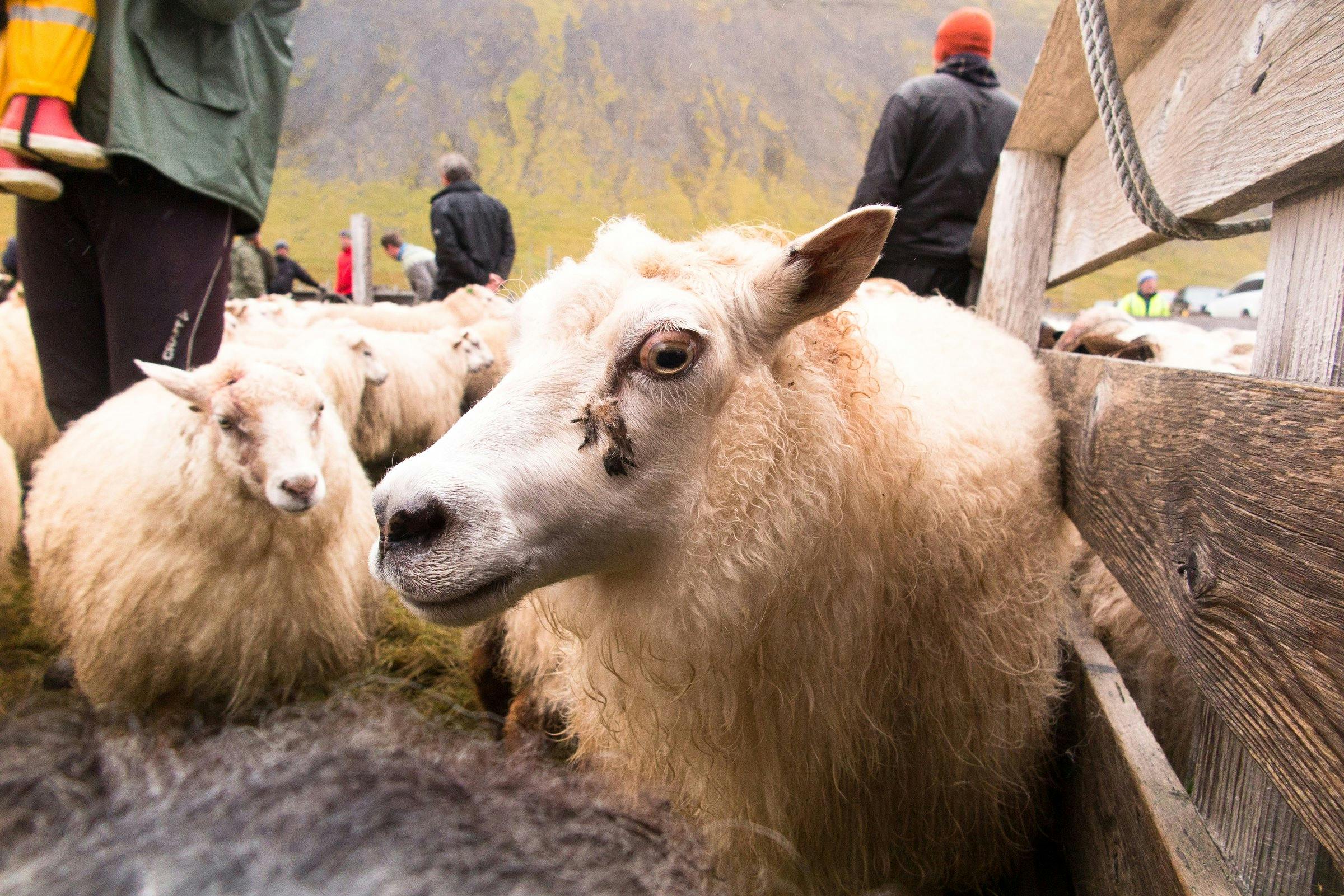 Close-up of sheep in a roundup pen in Iceland