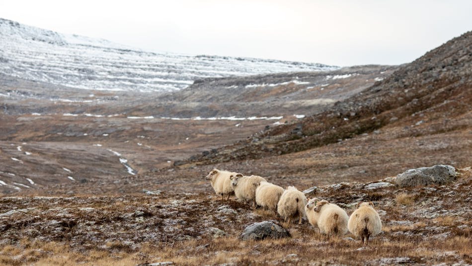 Sheep herd in Iceland