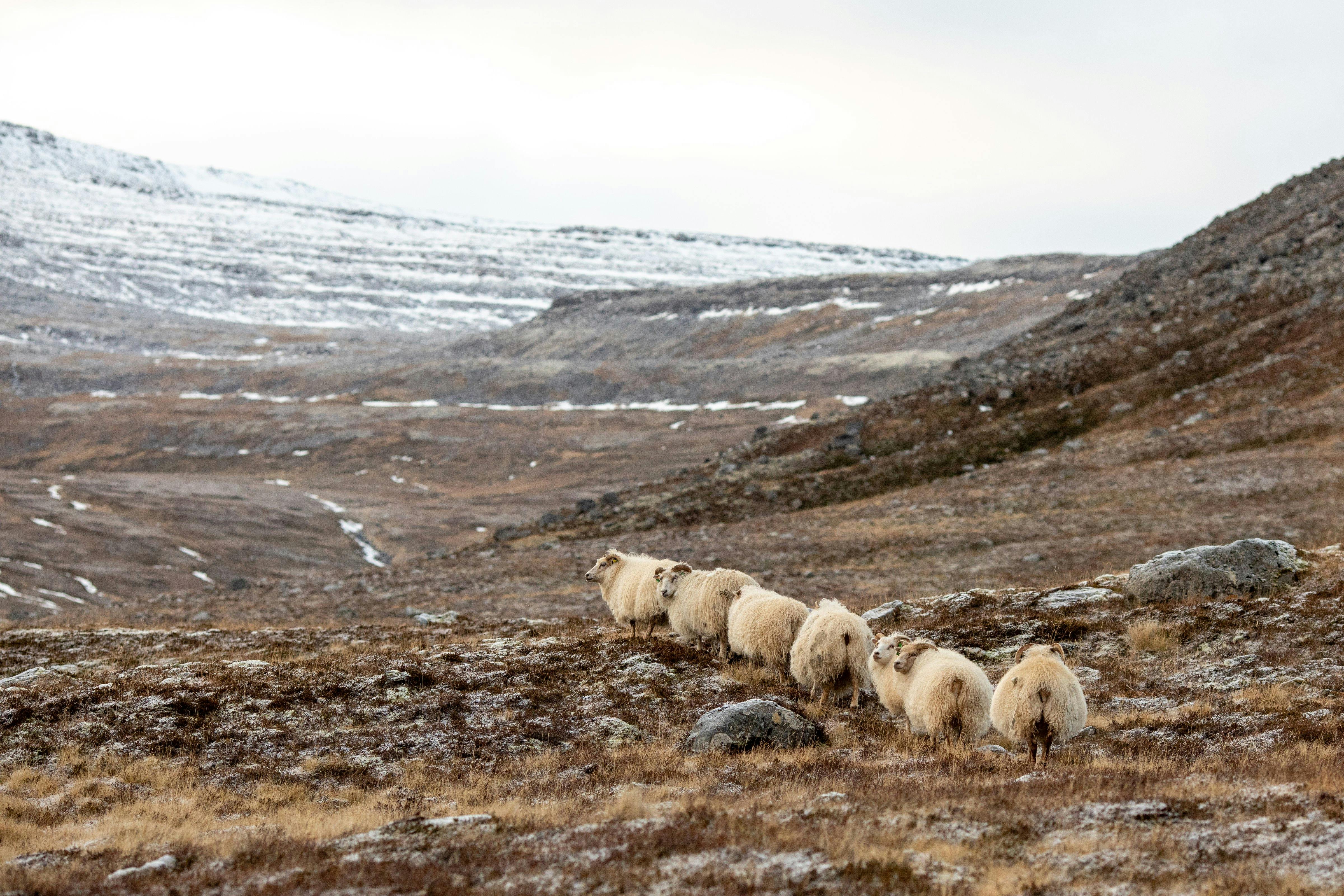 Sheep herd in Iceland