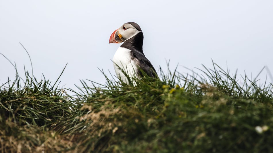 A puffin in Icelandic nature