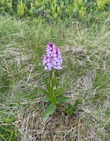 A pink flower with spotted leafs