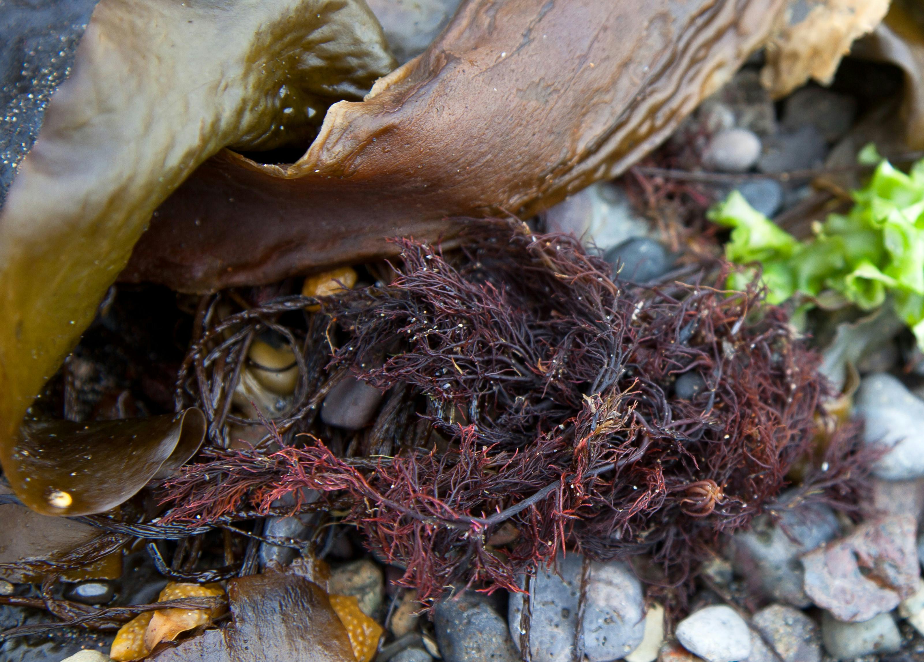red seaweed