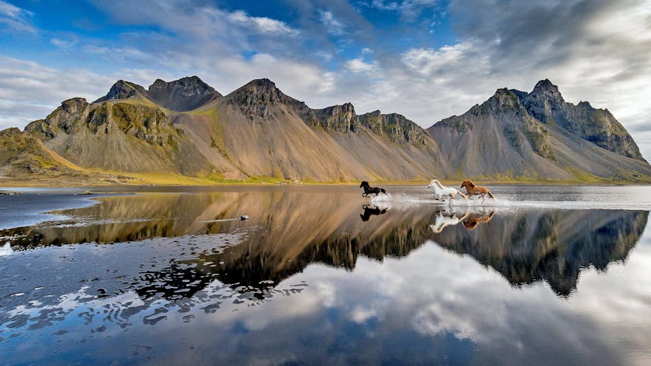 Horses of Iceland Icelandic Horses