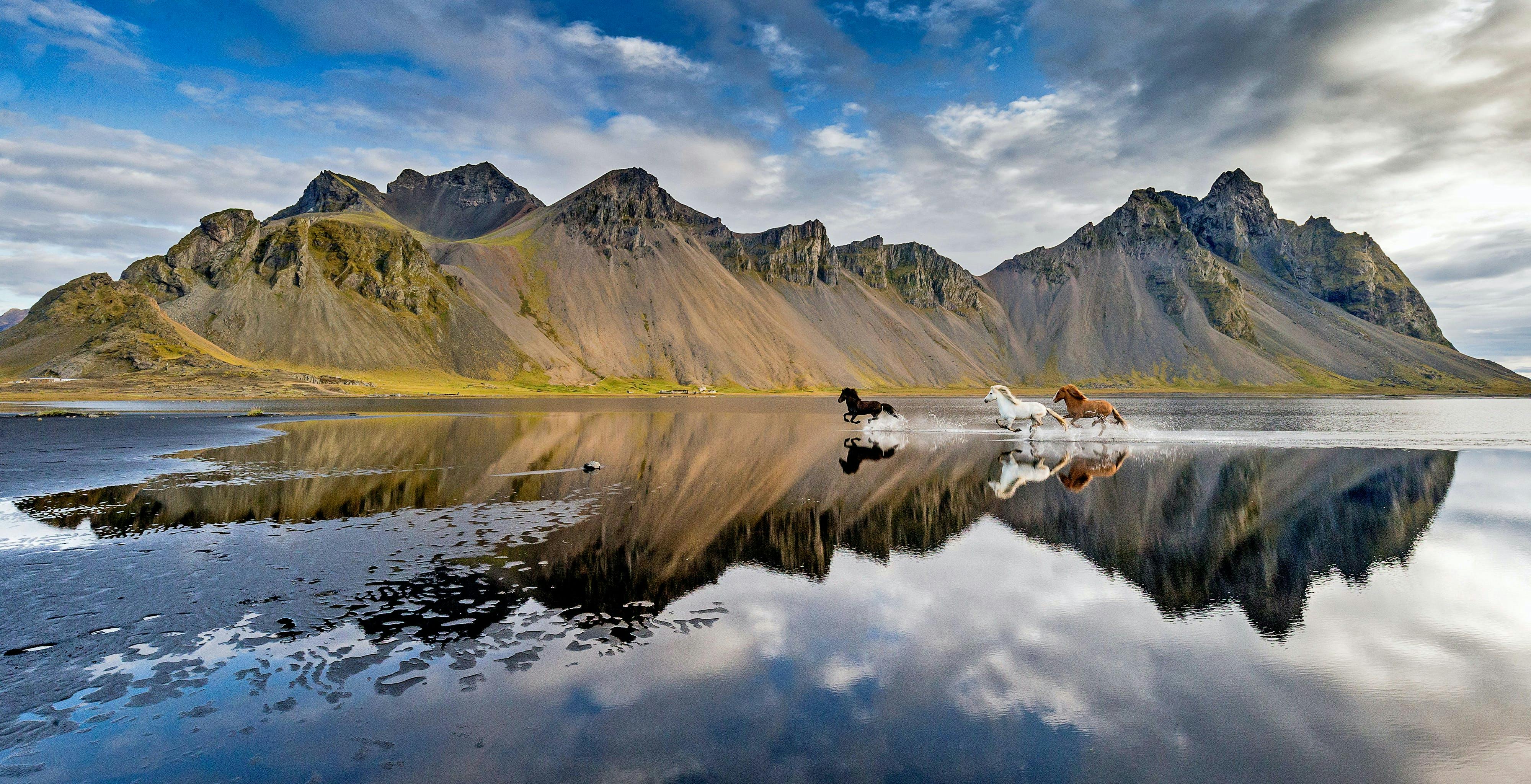 Horses of Iceland Icelandic horses