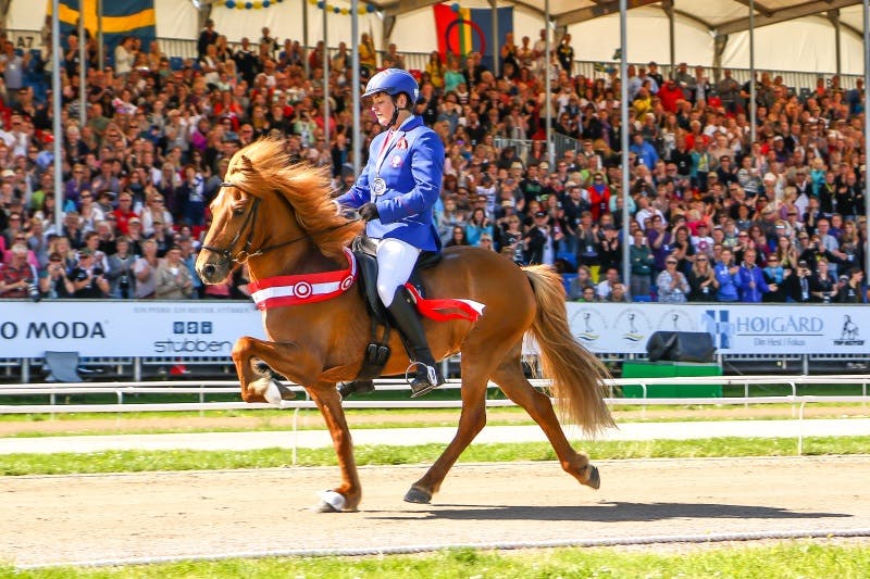 Horse and rider National Icelandic horse competition