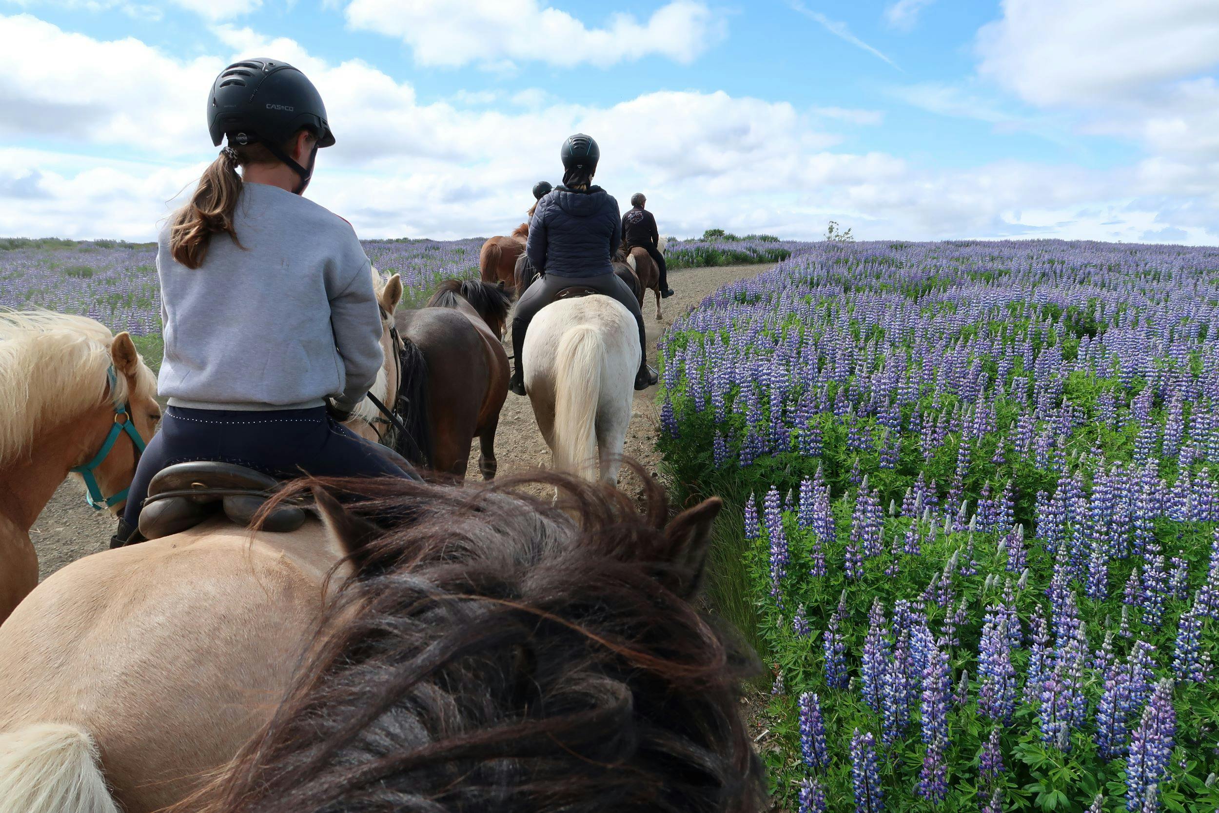 A group of riders ride along a path that is leading through a field of blooming lupines