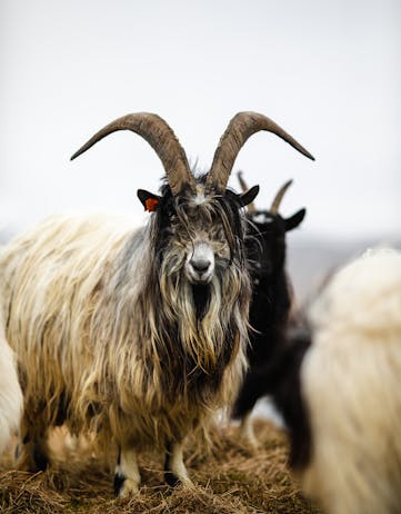 A male goat with long wool and big horns staring into the camera