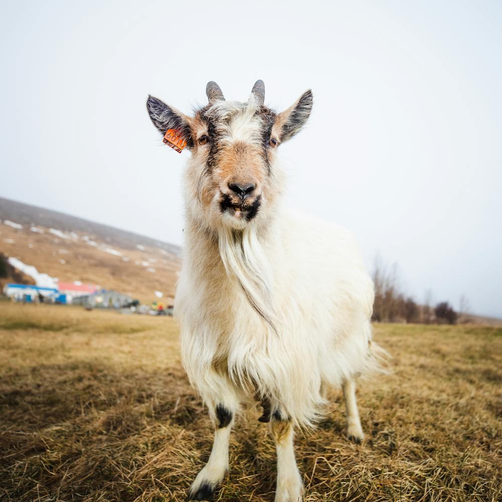 A goat at Háafell farm