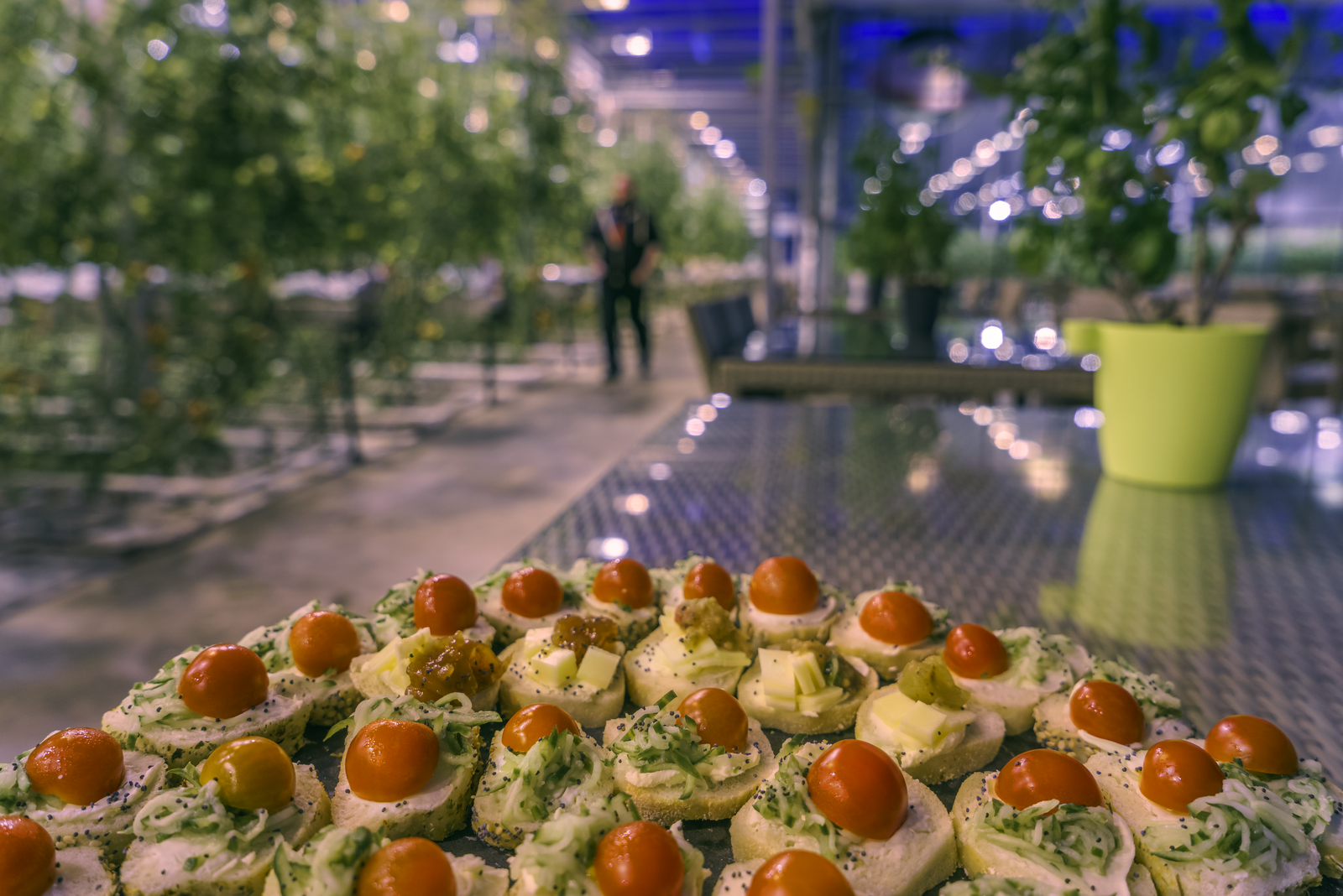 Tomato dishes served inside the geothermally heated greenhouses at Friðheimar in Iceland.