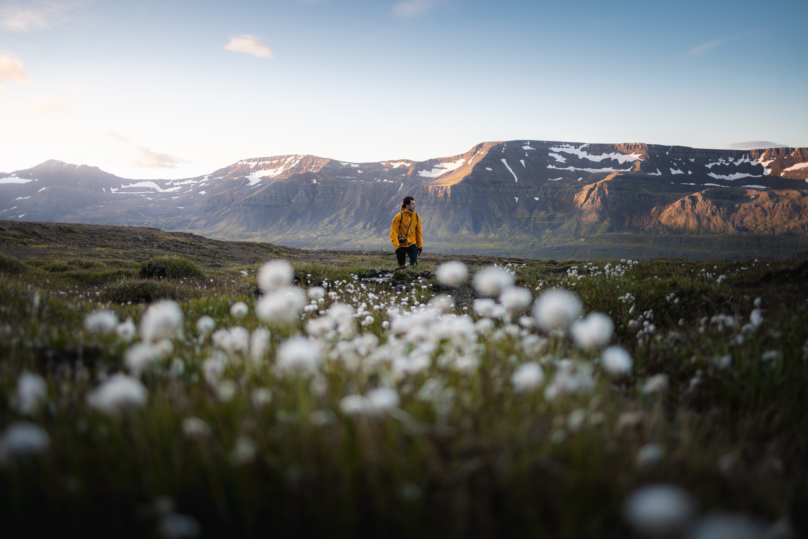 A hiker in a yellow jacket stands among blooming cotton grass on a plateau with Mt. Bjólfur and the Eastfjords mountains rising in the background