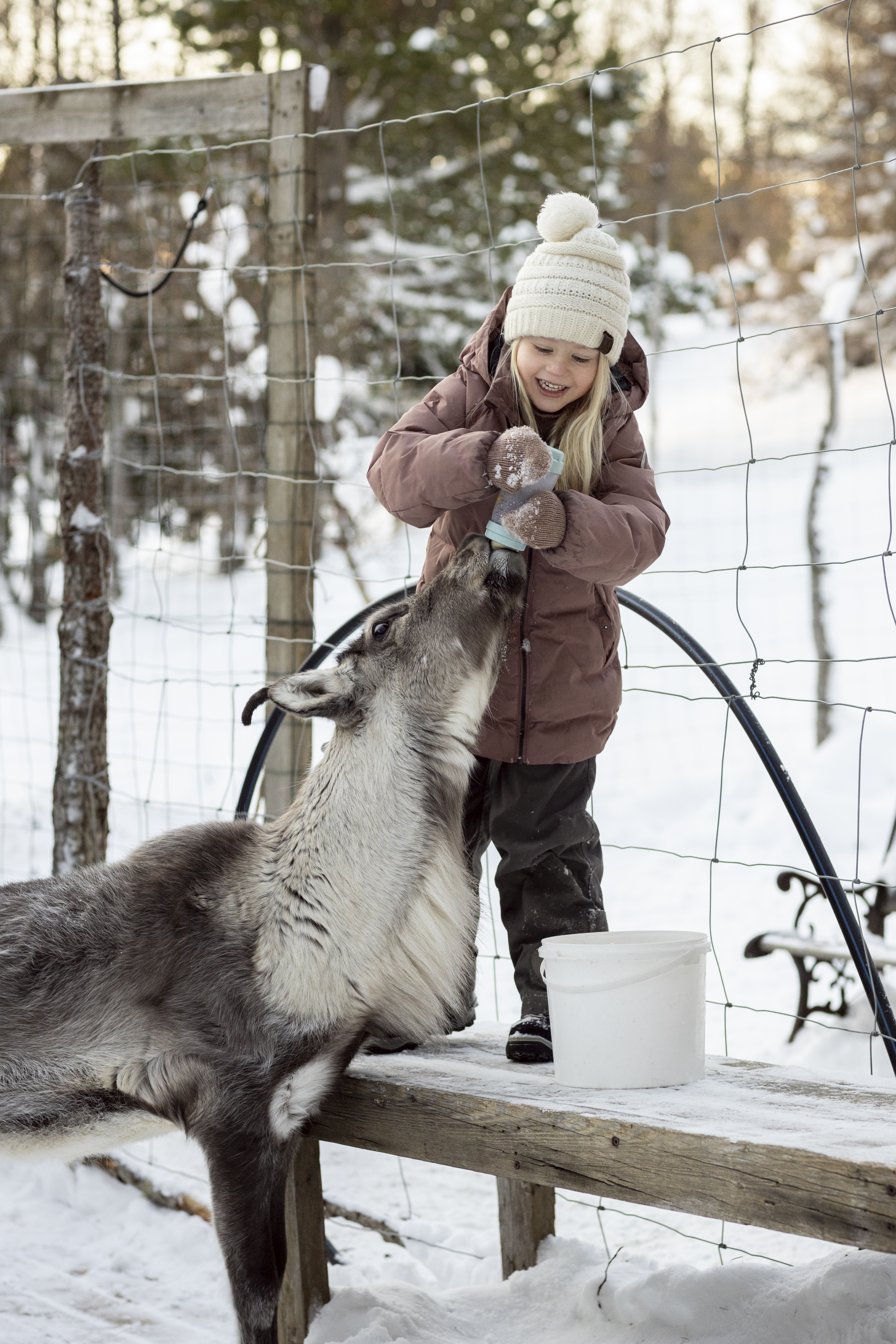 Child wearing winter clothing feeds a reindeer inside a fenced snowy enclosure, with trees and snow in the background in East Iceland.
