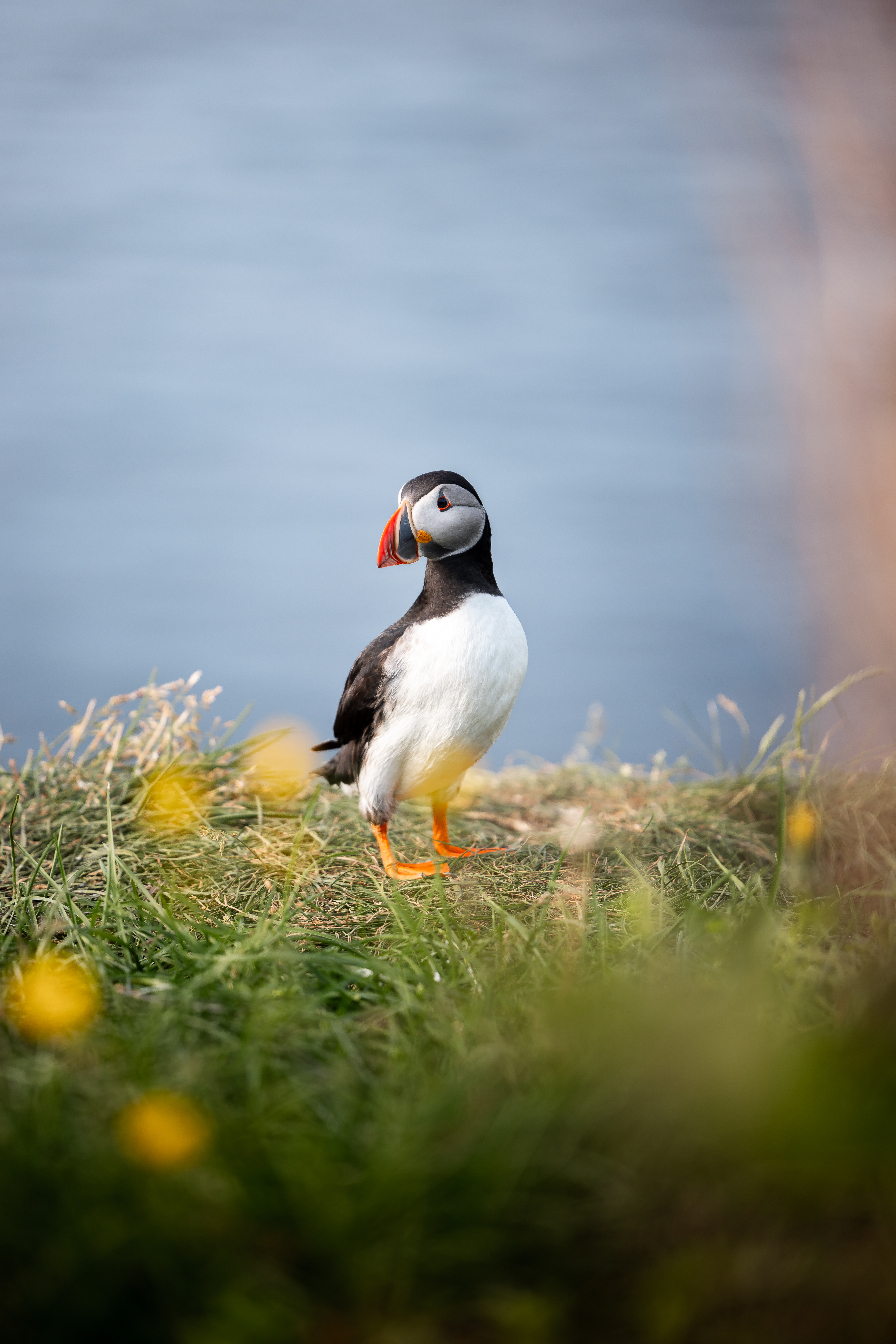 Atlantic puffin standing on grassy coastal cliffs in East Iceland, with a soft blue sea in the background and wildflowers in the foreground.
