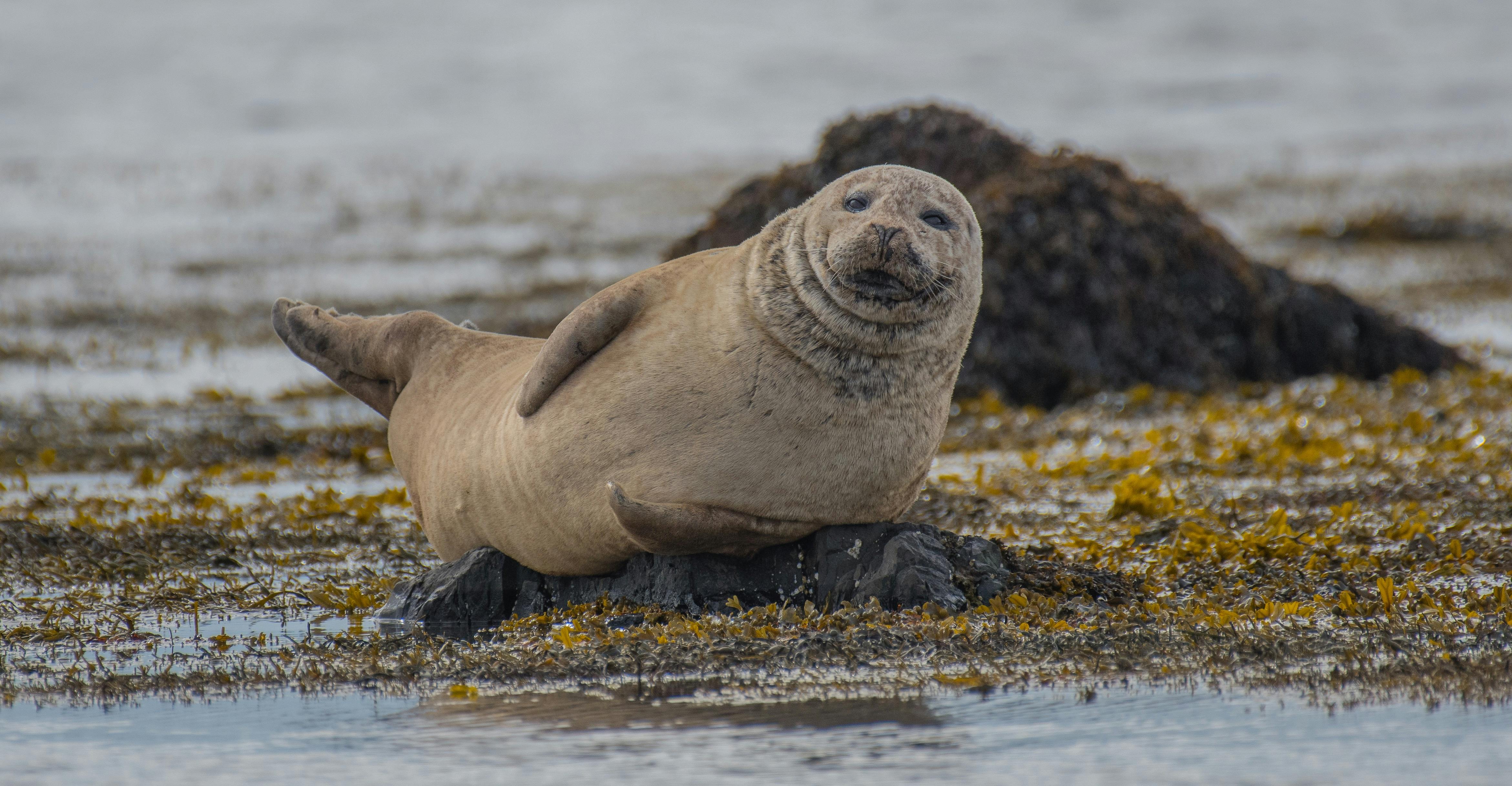 Harbor seal