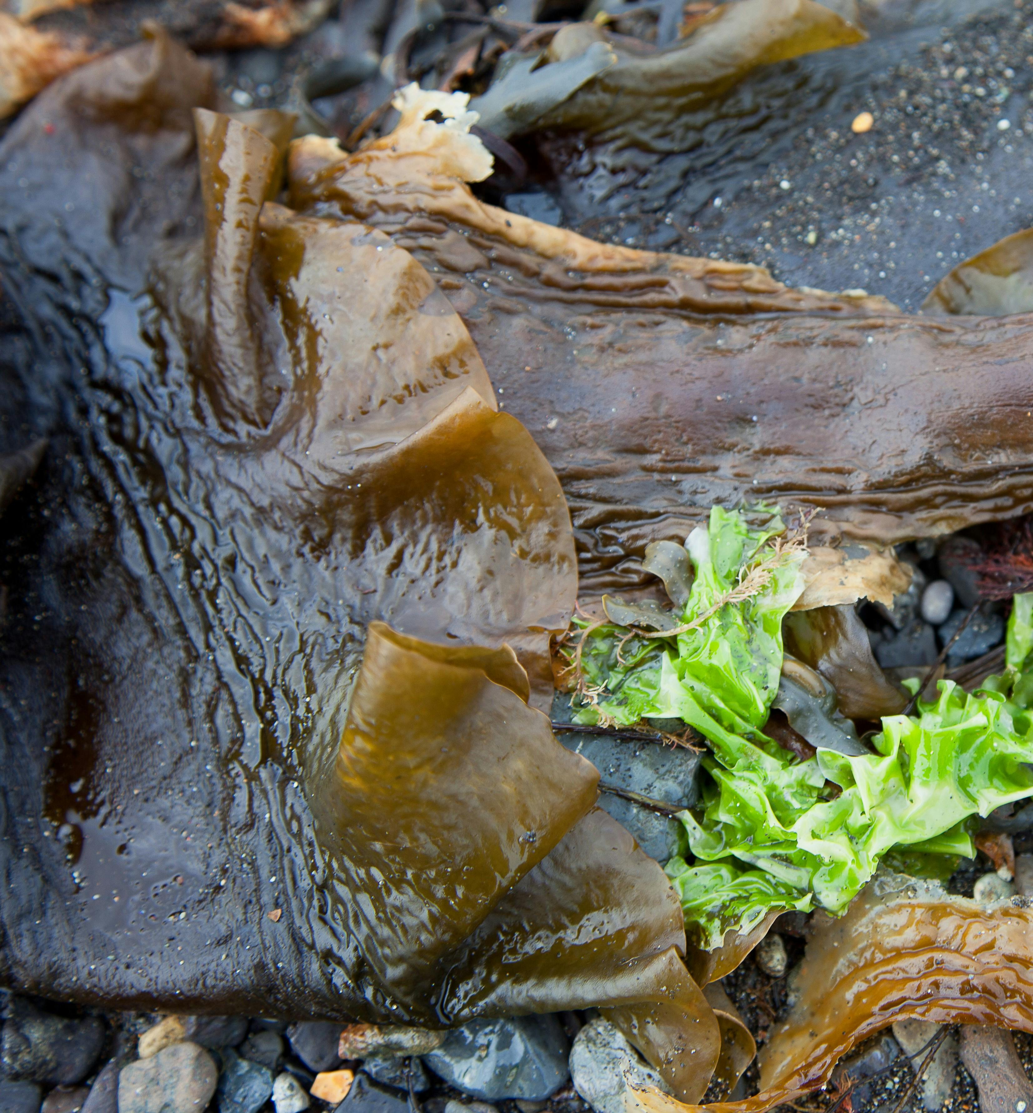 Brown and green seaweed