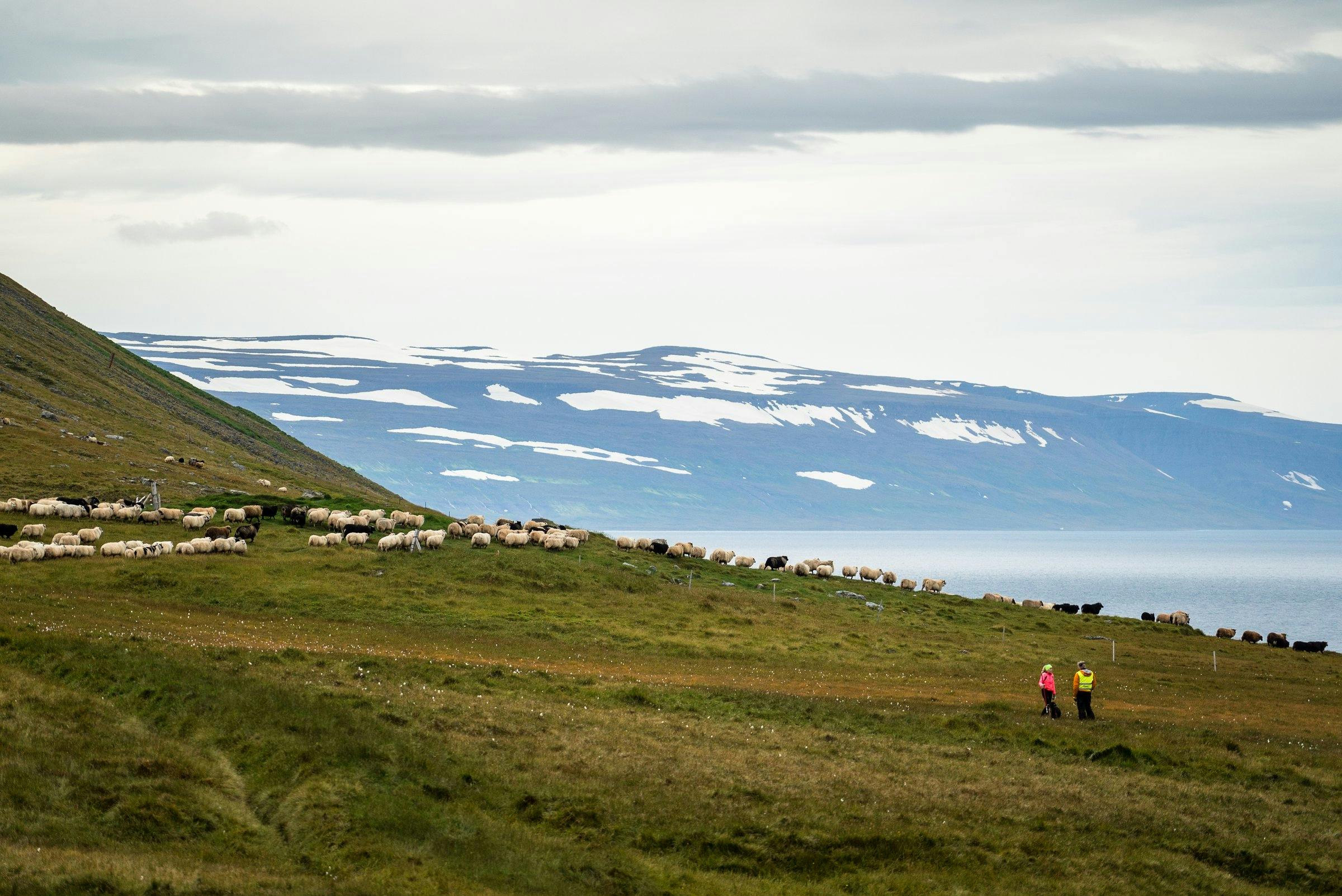 Sheep herded down the mountain, the ocean in the background