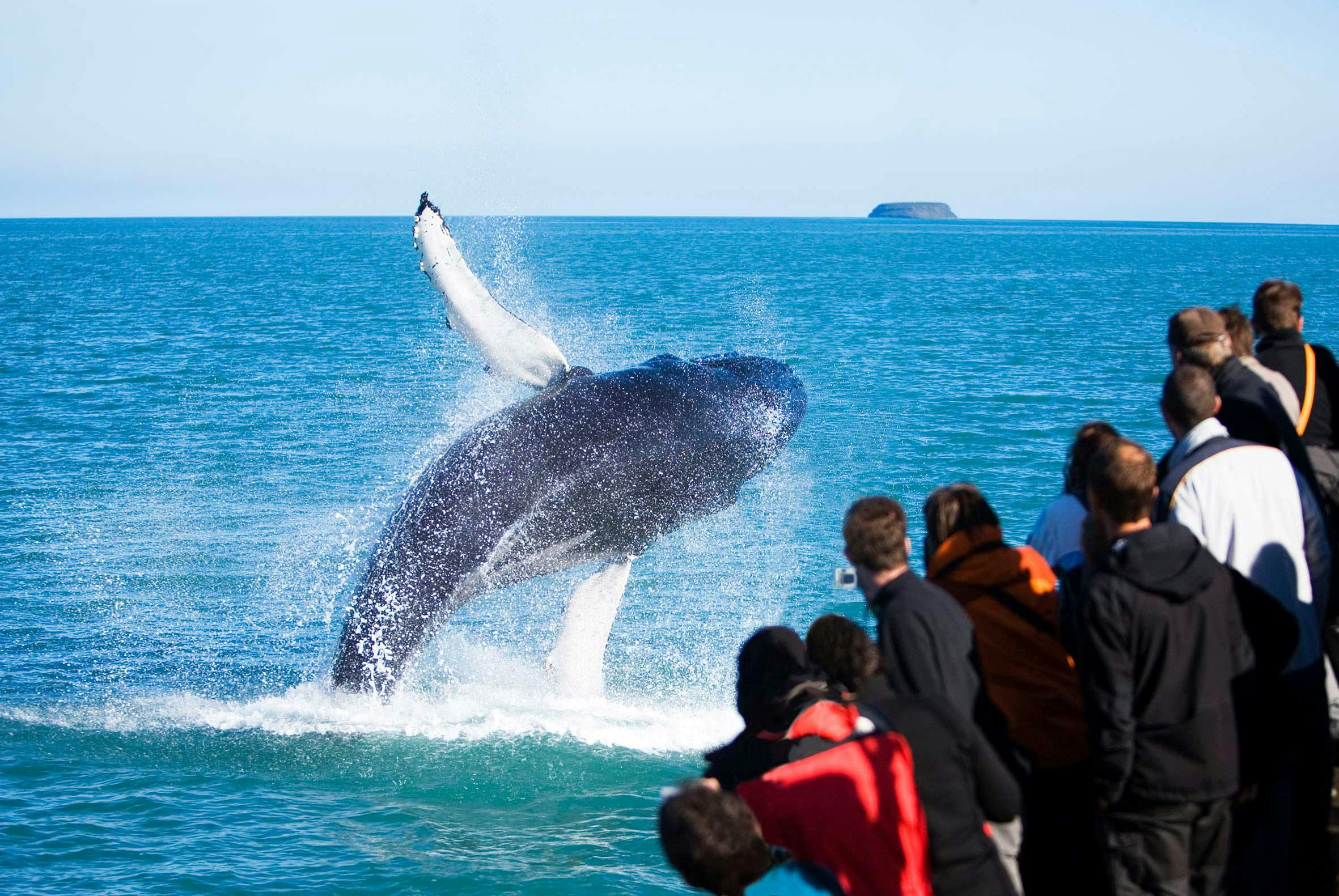 People on a whale watching boat in Húsavík