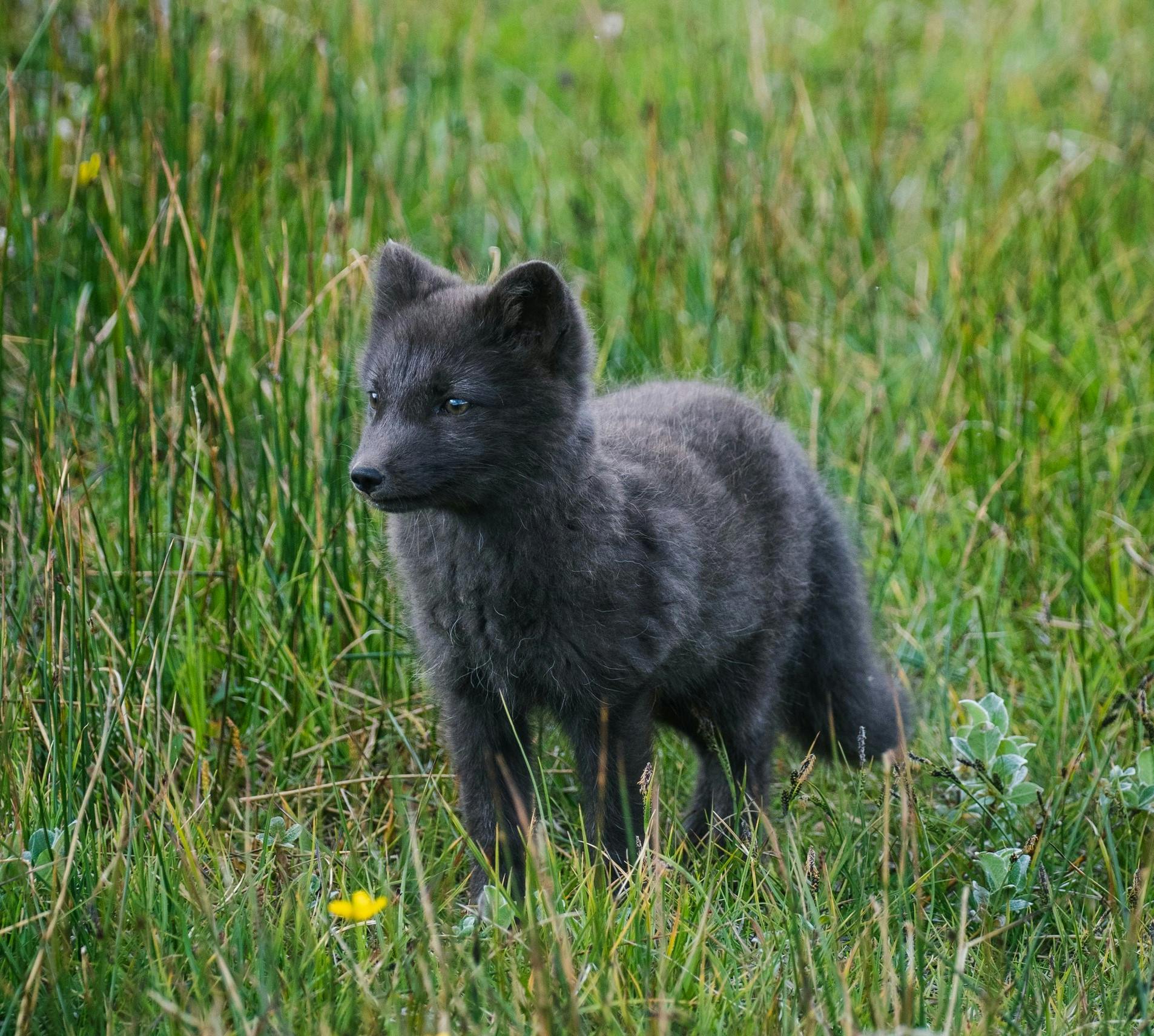 The Arctic fox on a green meadow