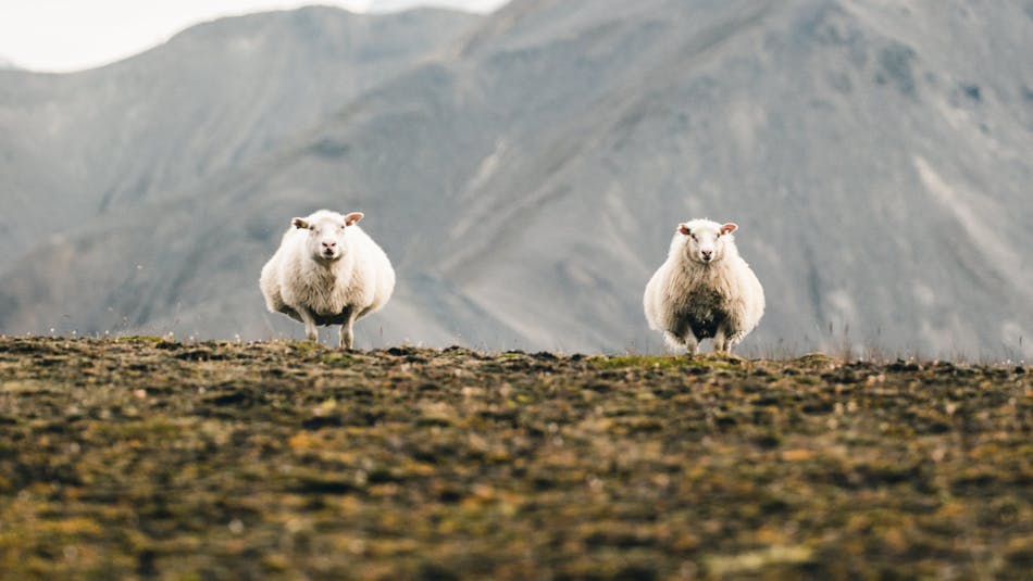two sheep in Icelandic nature
