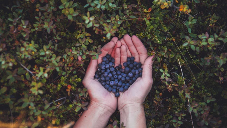 Berry picking in Iceland