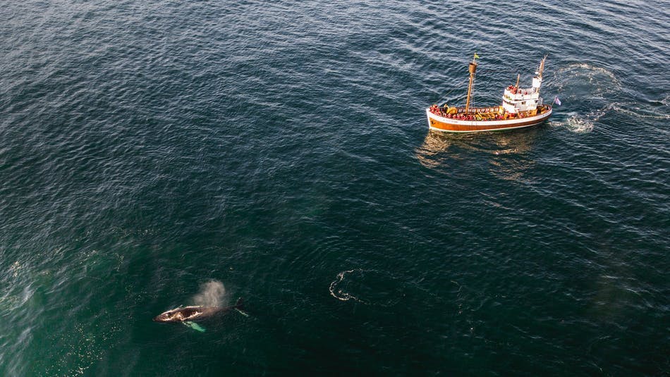 Whale watching from Húsavík