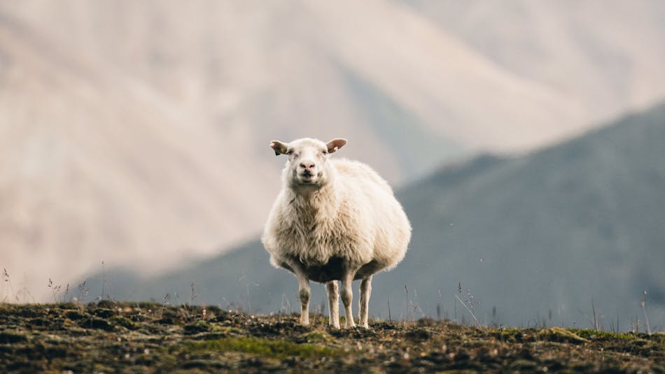 sheep in Iceland