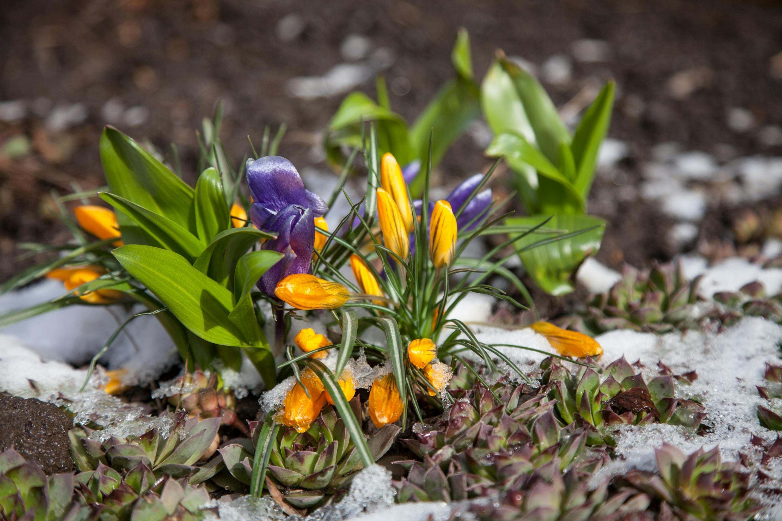 Yellow and purple flowers rising from a snowy ground