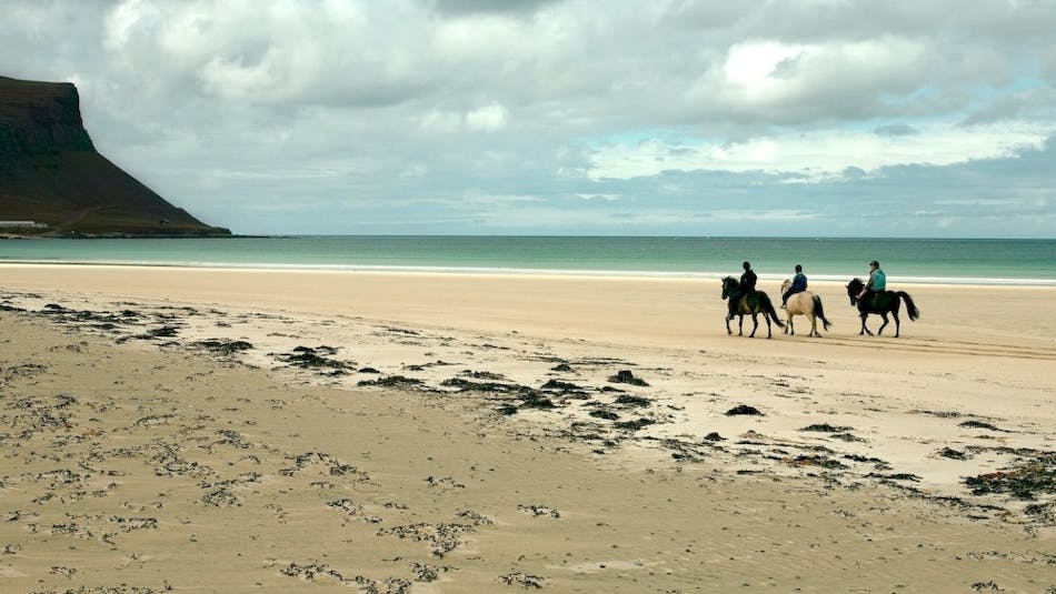 A group of three riders rides along a yellow sand beach in the westfjords. The ocean shimmers light green in the background