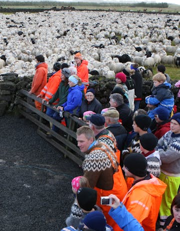 Sheep round-up in Iceland