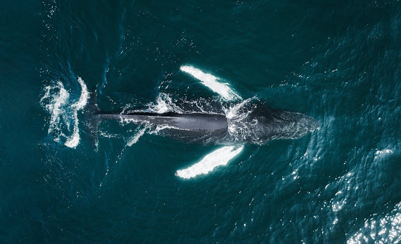 Humpback whale in Iceland
