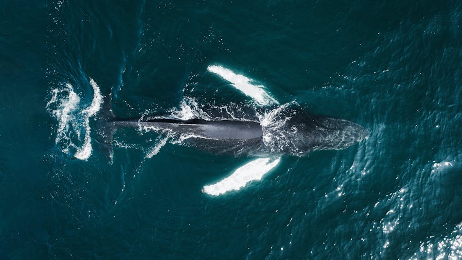 A humpback whale in Iceland