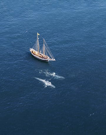 Whale watching from Húsavík