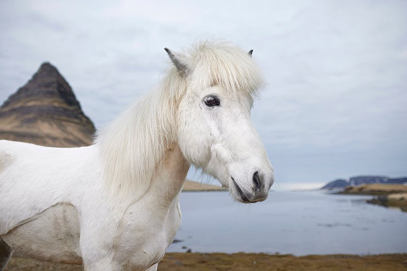 Hrímnir, Icelandic horse